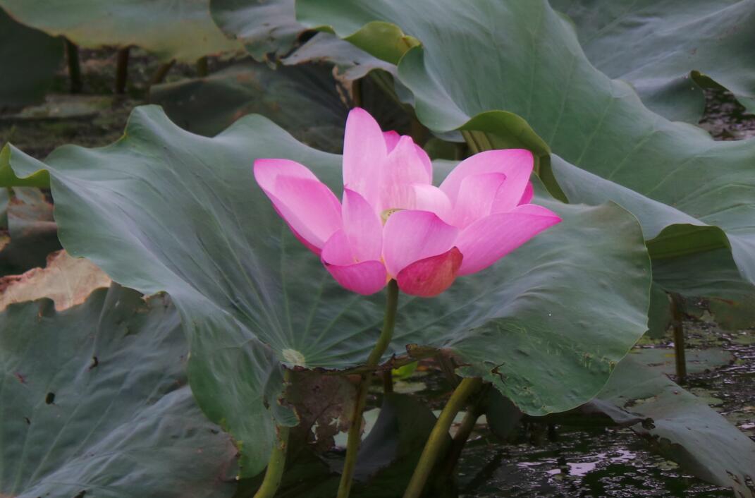 鉆石地毯蓮花島荷花